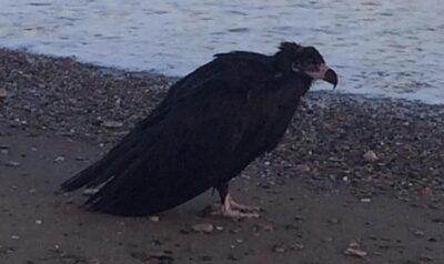 Troben a la platja de Creixell un voltor negre que vindria de Mallorca