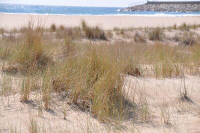 ‘Les nostres dunes’, l’exposició que es podrà visitar durant el mes de juliol a Cal Bofill