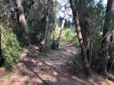 S’arranja un tram de l’antic camí del Catllar a la Secuita