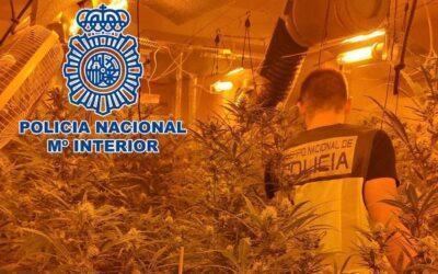 Detingudes tres persones a la Móra per una plantació de marihuana de grans dimensions