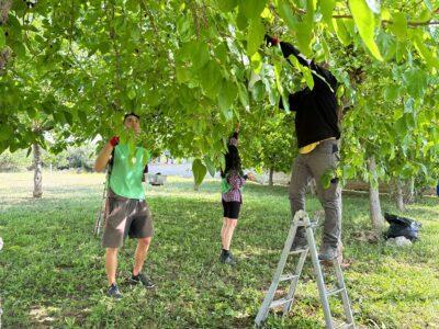 Nova acció dels espigoladors als arbres de Torredembarra  