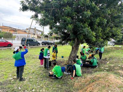 Nova acció dels espigoladors a Torredembarra, que recullen 600 quilos de garrofes