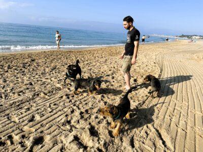 Balanç de la primera temporada de la platja per a gossos: bona rebuda i funcionament