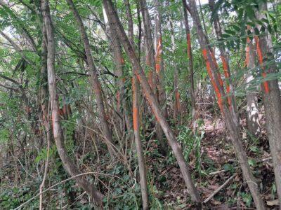 S’eliminen arbres invasors de la llera del riu Gaià al Catllar